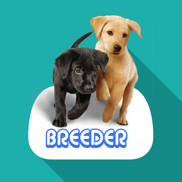 BEAGLE SALE